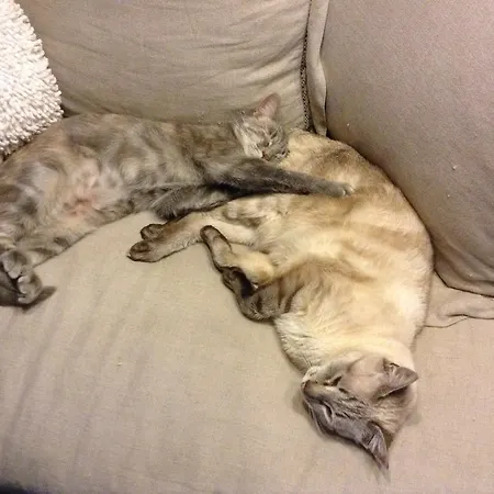 拉武特美食住宿加早餐旅馆 Lavoute-sur-Loire