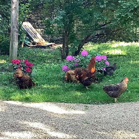 Konukevi Les Delices De