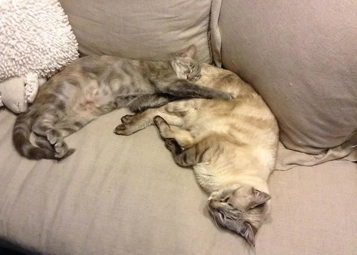 Les Delices De Lavoute-sur-Loire